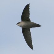 Vaux's Swift